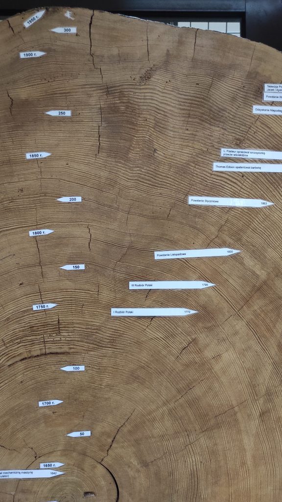 Najważniejsze daty oznaczone na plastrze drewna