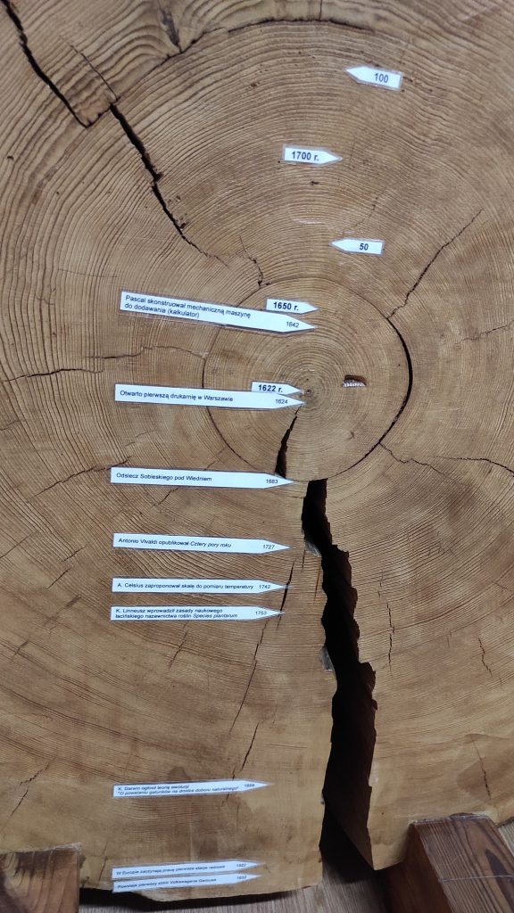 Najważniejsze daty oznaczone na plastrze drewna