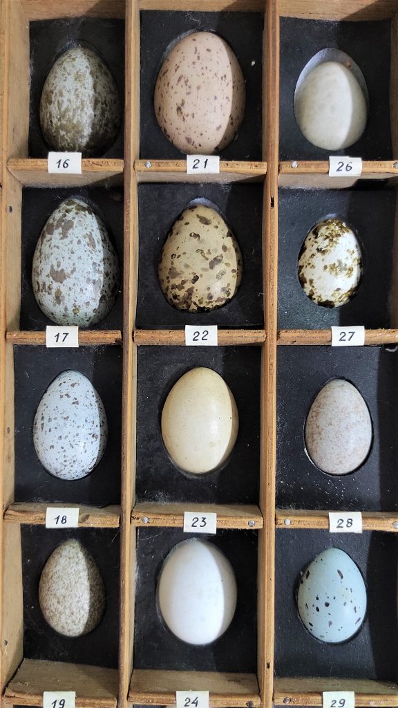 Kolekcja ptasich jaj
